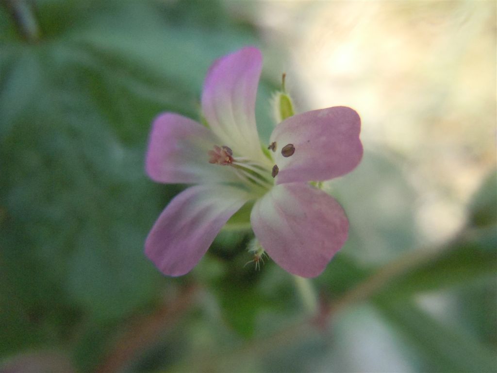 Geranium rotundifolium / Geranio malvaccino